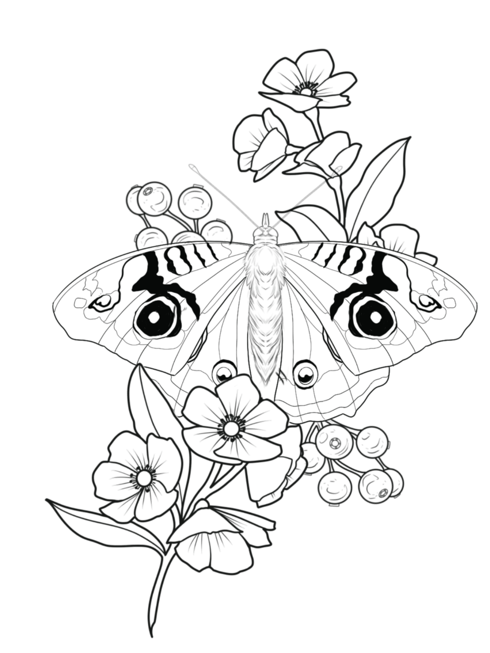 Buckeye Butterfly