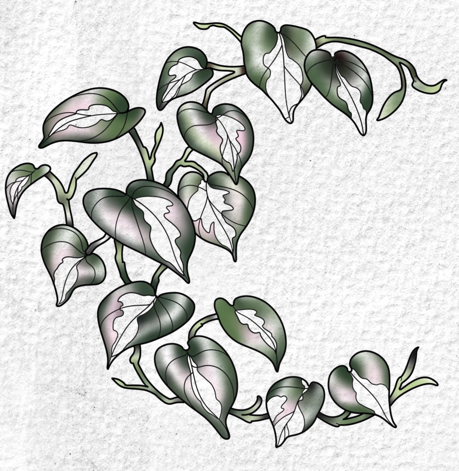 Crescent Moon Variegated Monstera