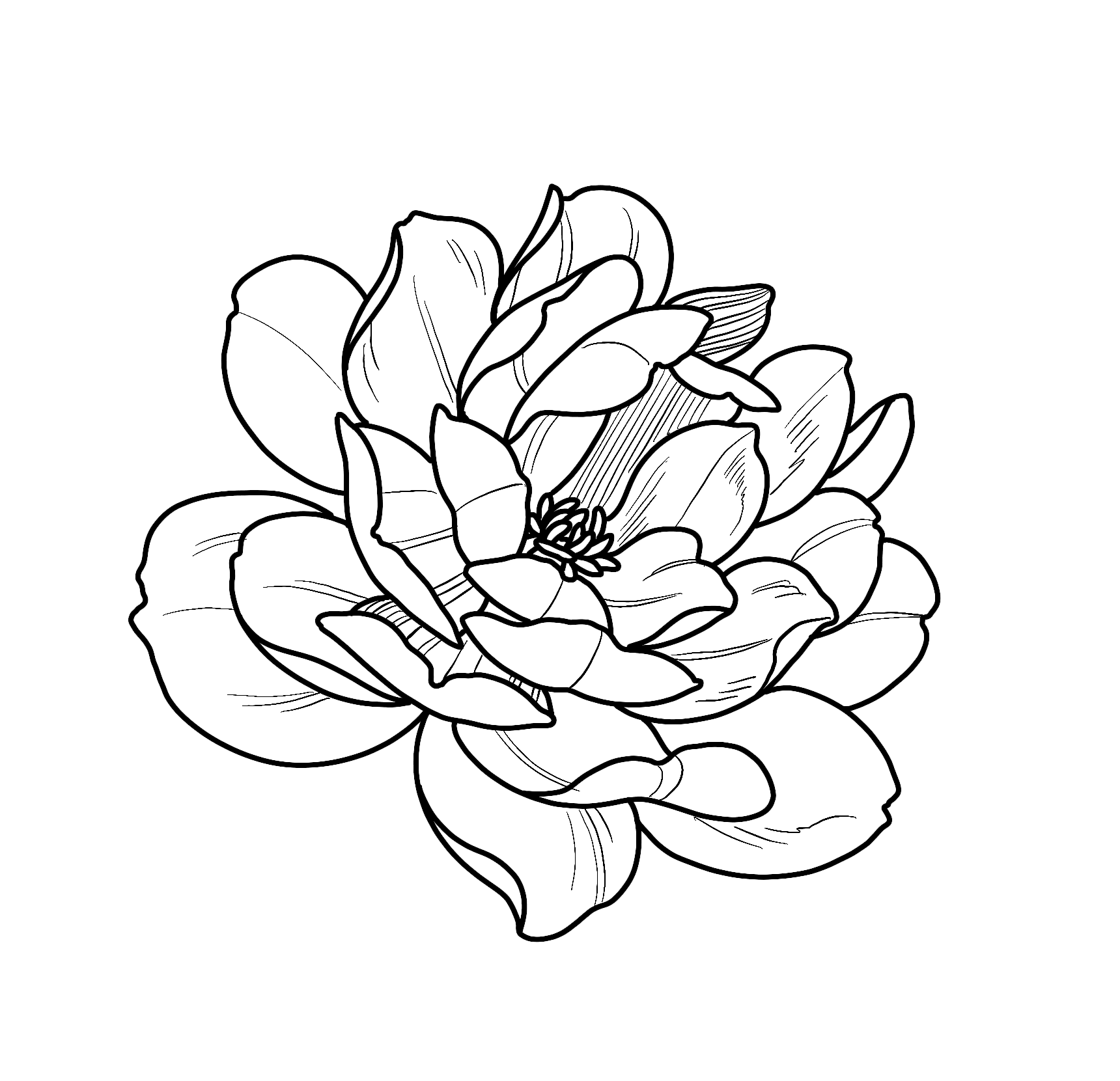 Linework Magnolia Side View