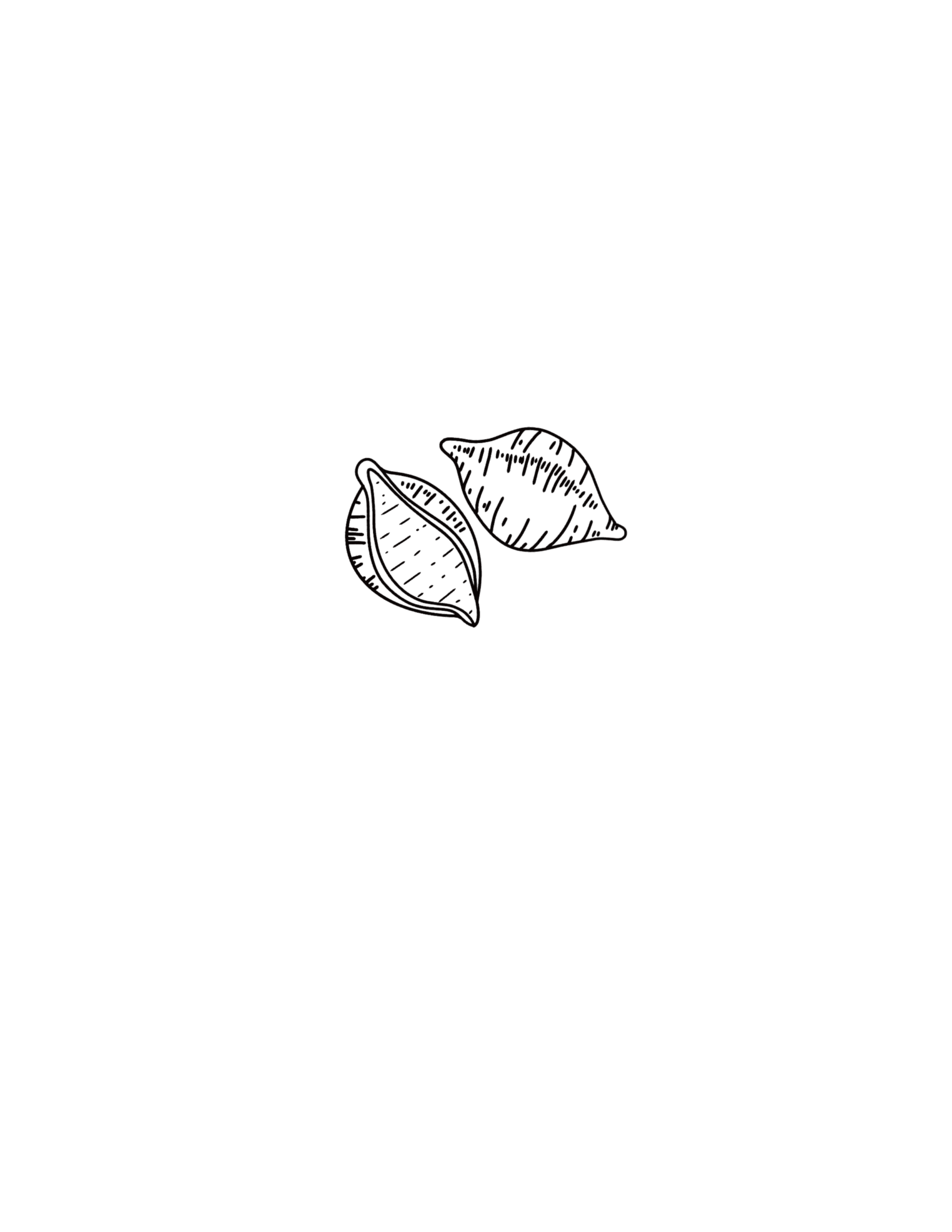 Shell Pasta Noodle