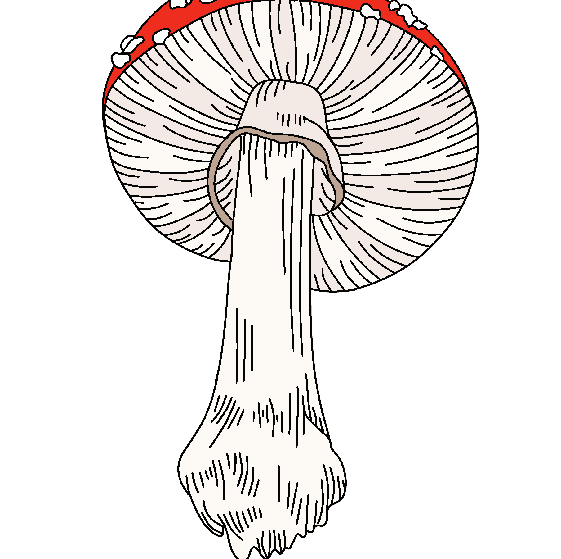 Amanita Mushroom