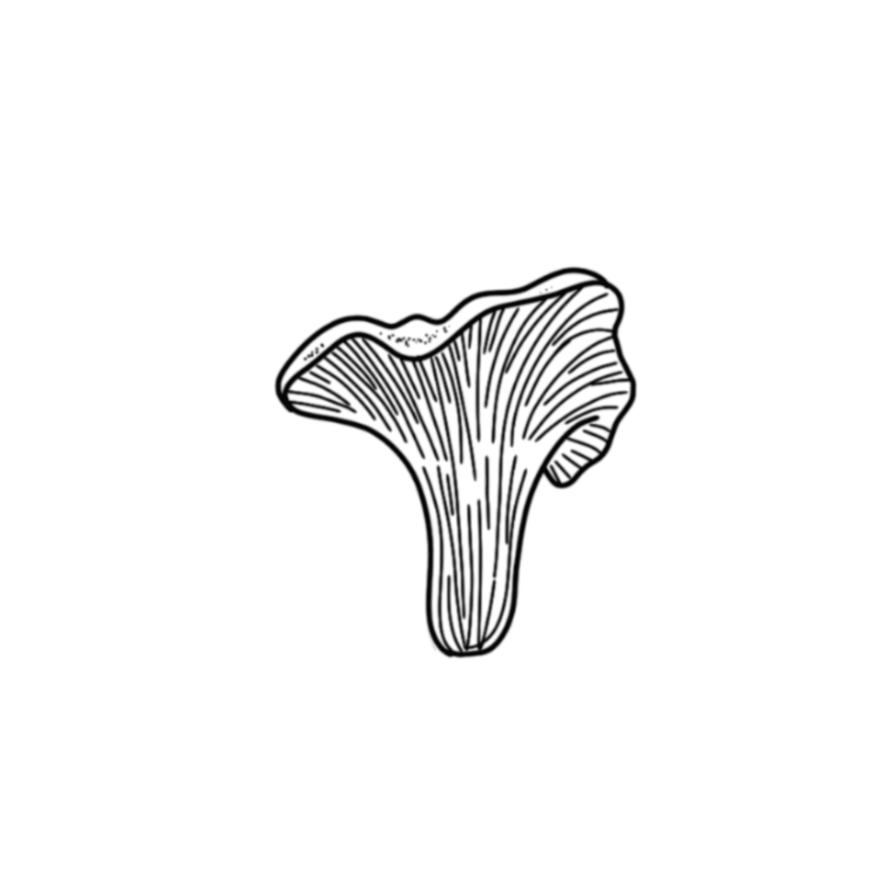 Chanterelle Mushroom