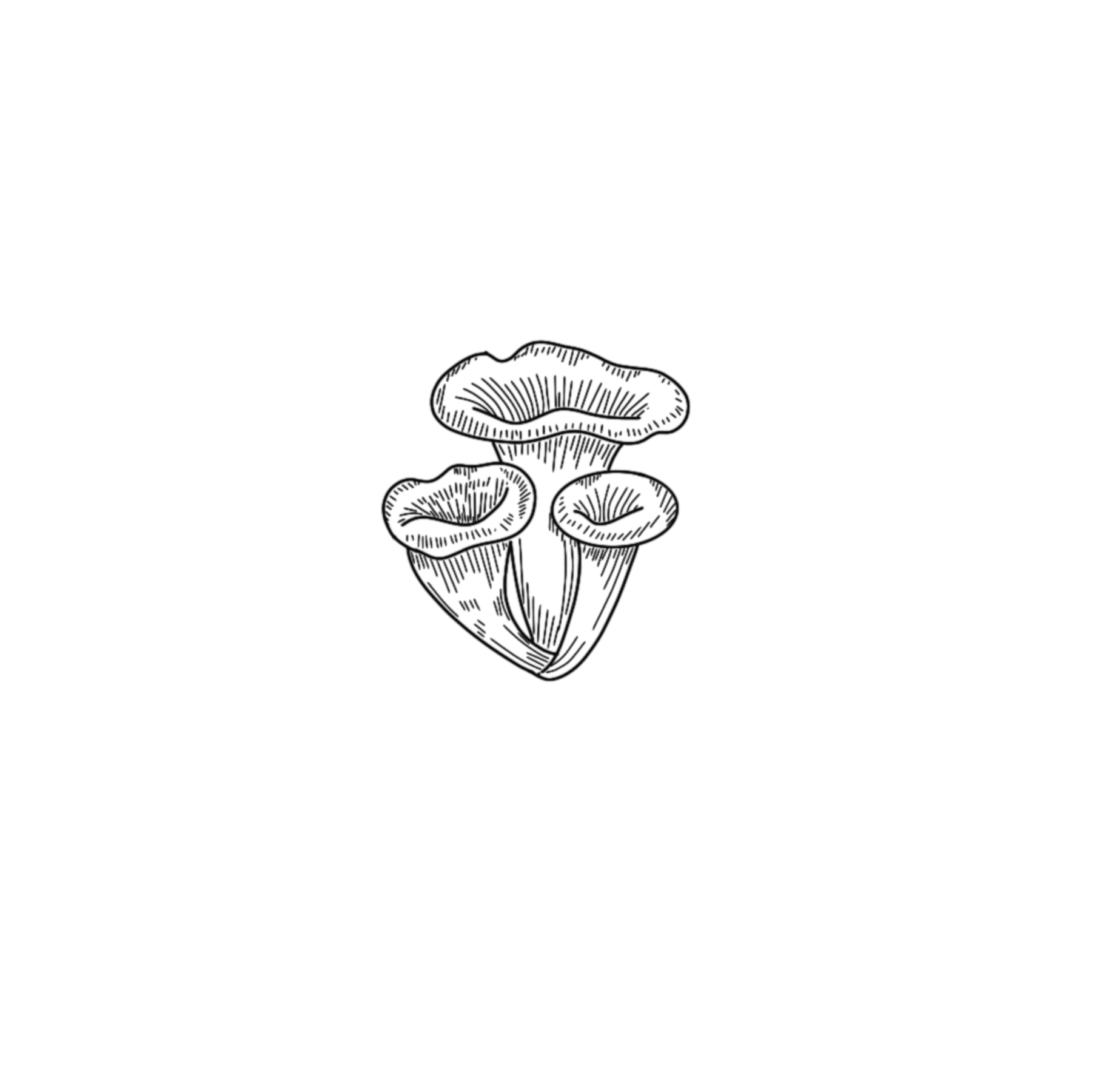 Funnel Mushroom