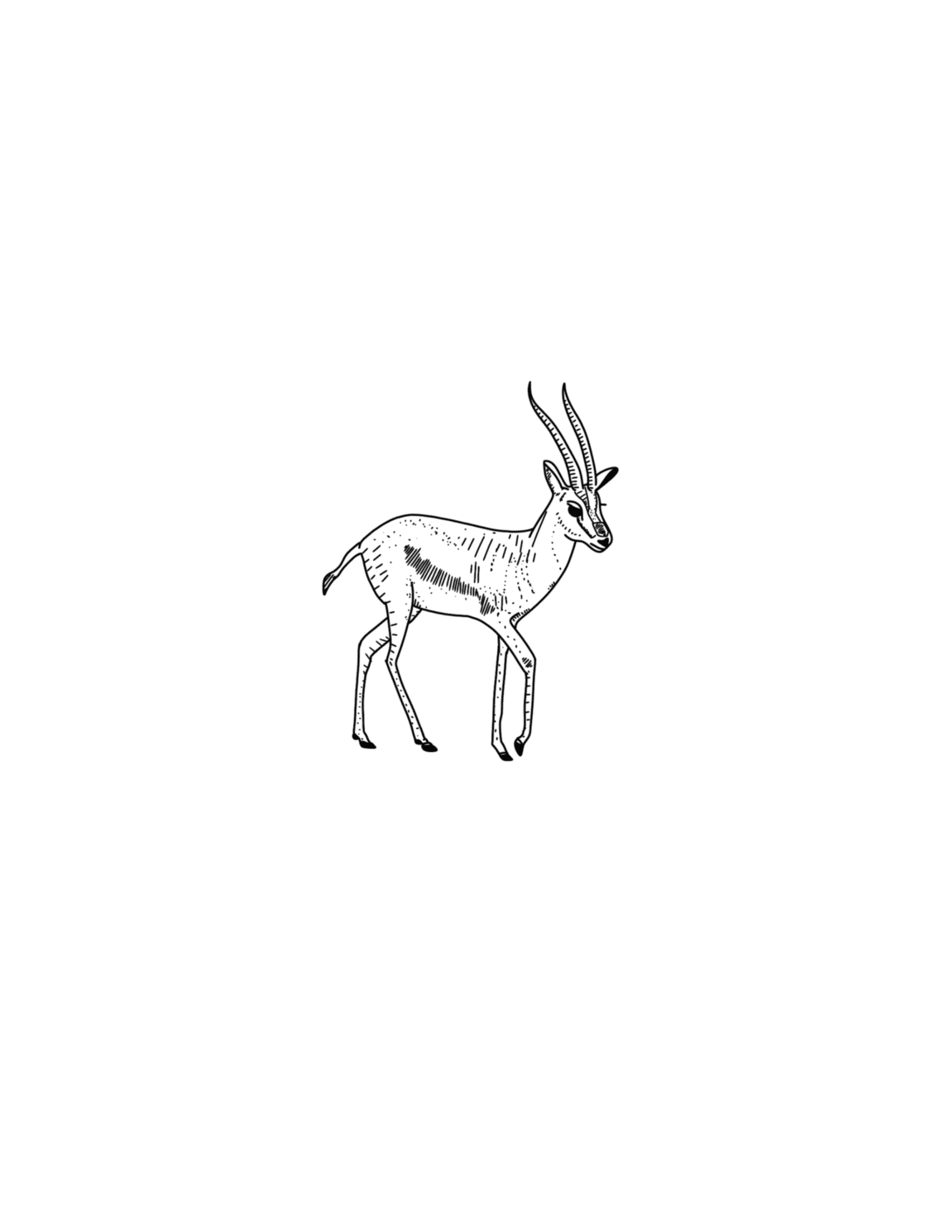 Gazelle
