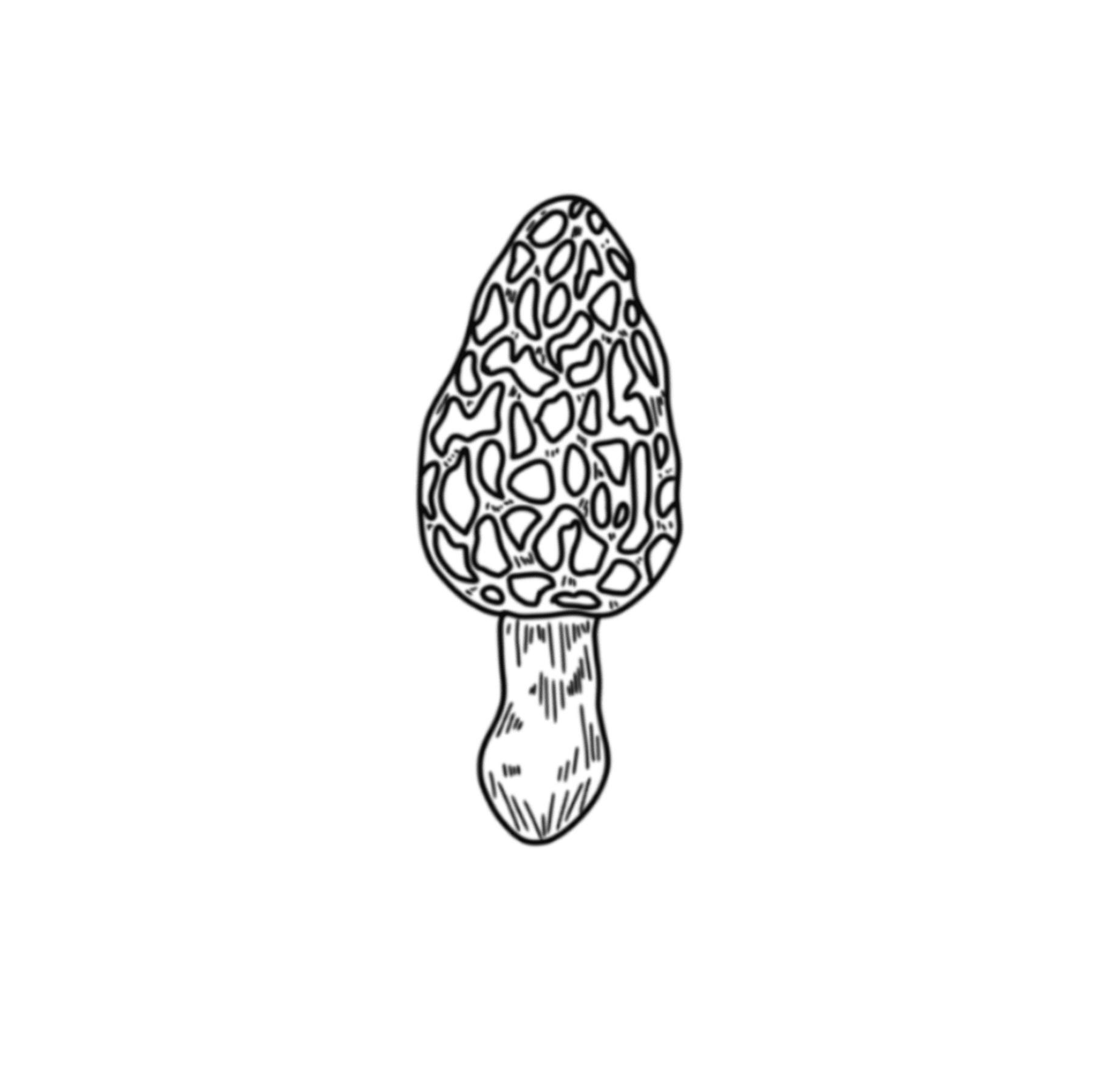 Morell Mushroom