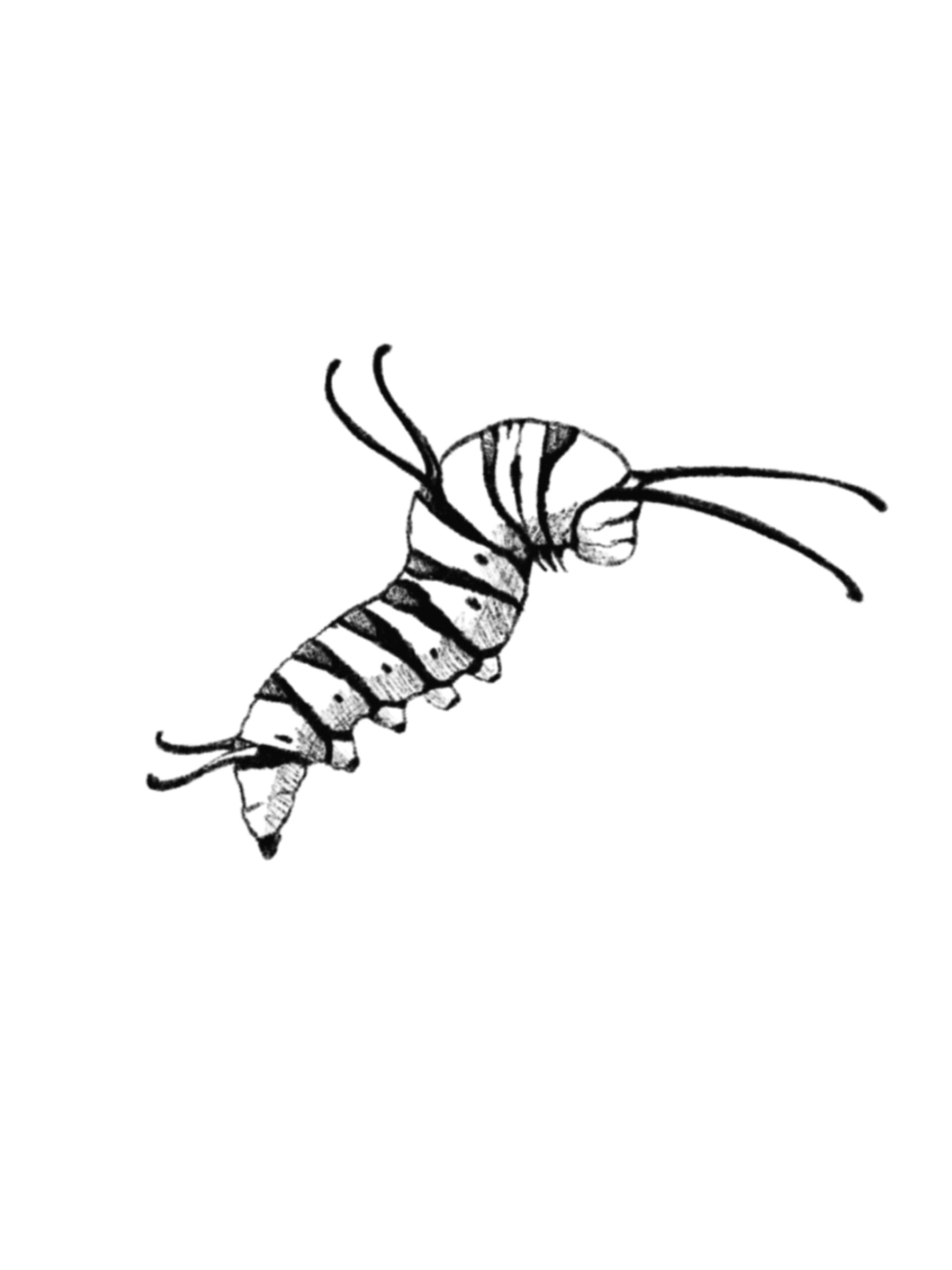 Caterpillar